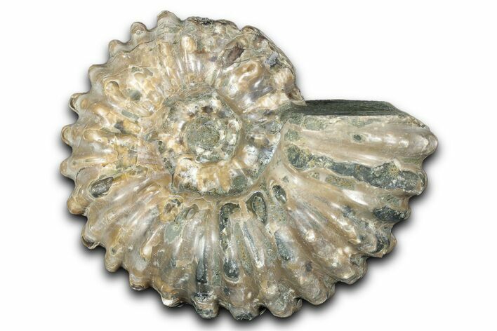 Bumpy Ammonite (Douvilleiceras) Fossil - Madagascar #343832